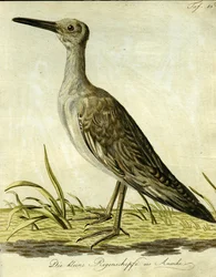 Kleine amerikanische Schnepfe, 1793